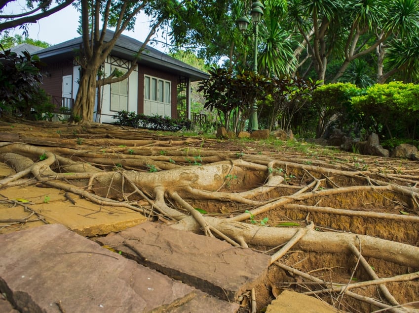 A leading cause of broken sewer lines is invasive tree roots.