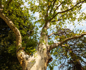 Sycamore trees are notorious for causing damage to underground sewer lines.