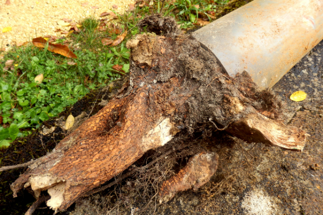 tree root in pipe