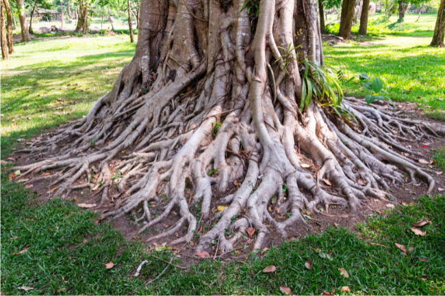 tree roots