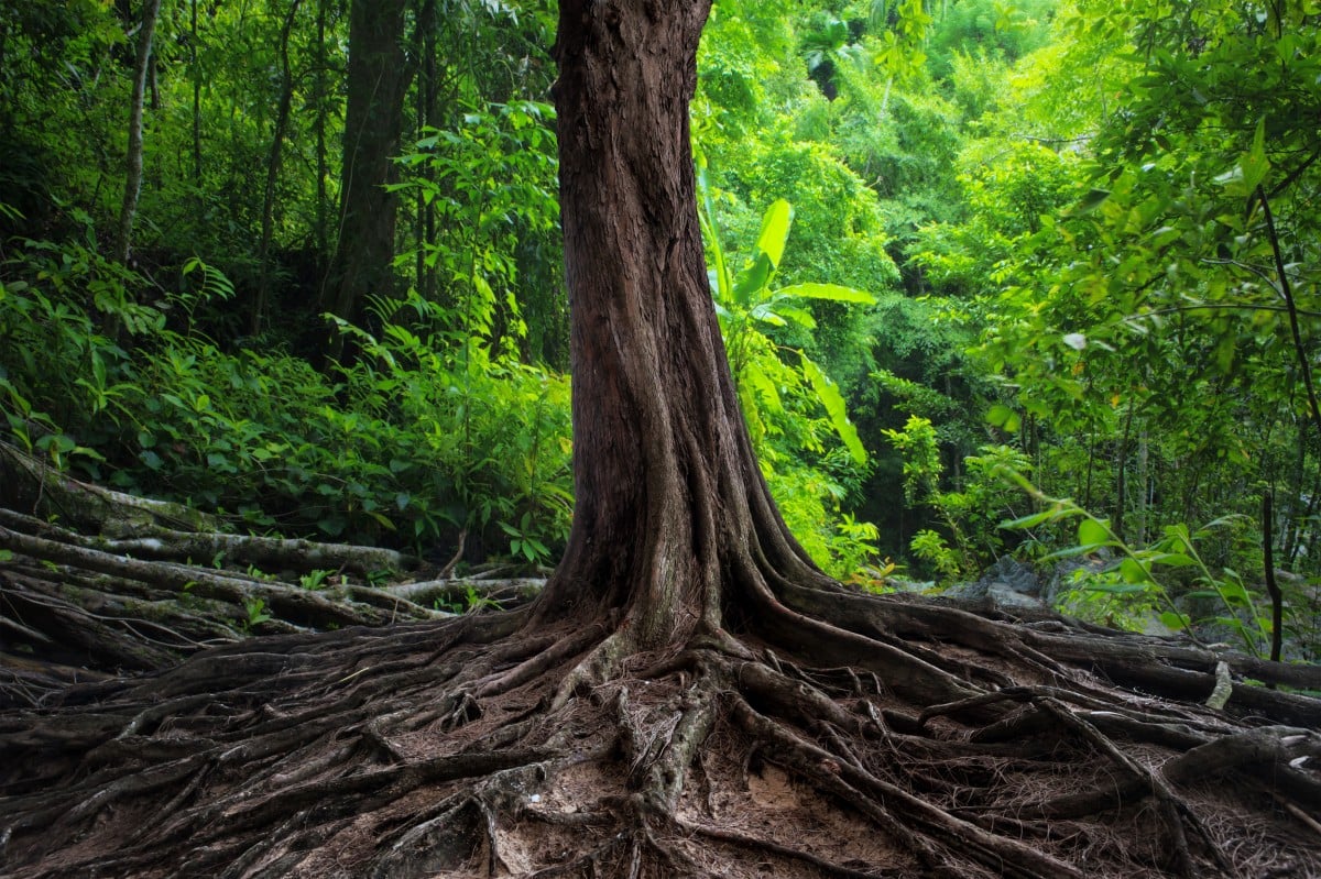 trees_cause_pipe_damage